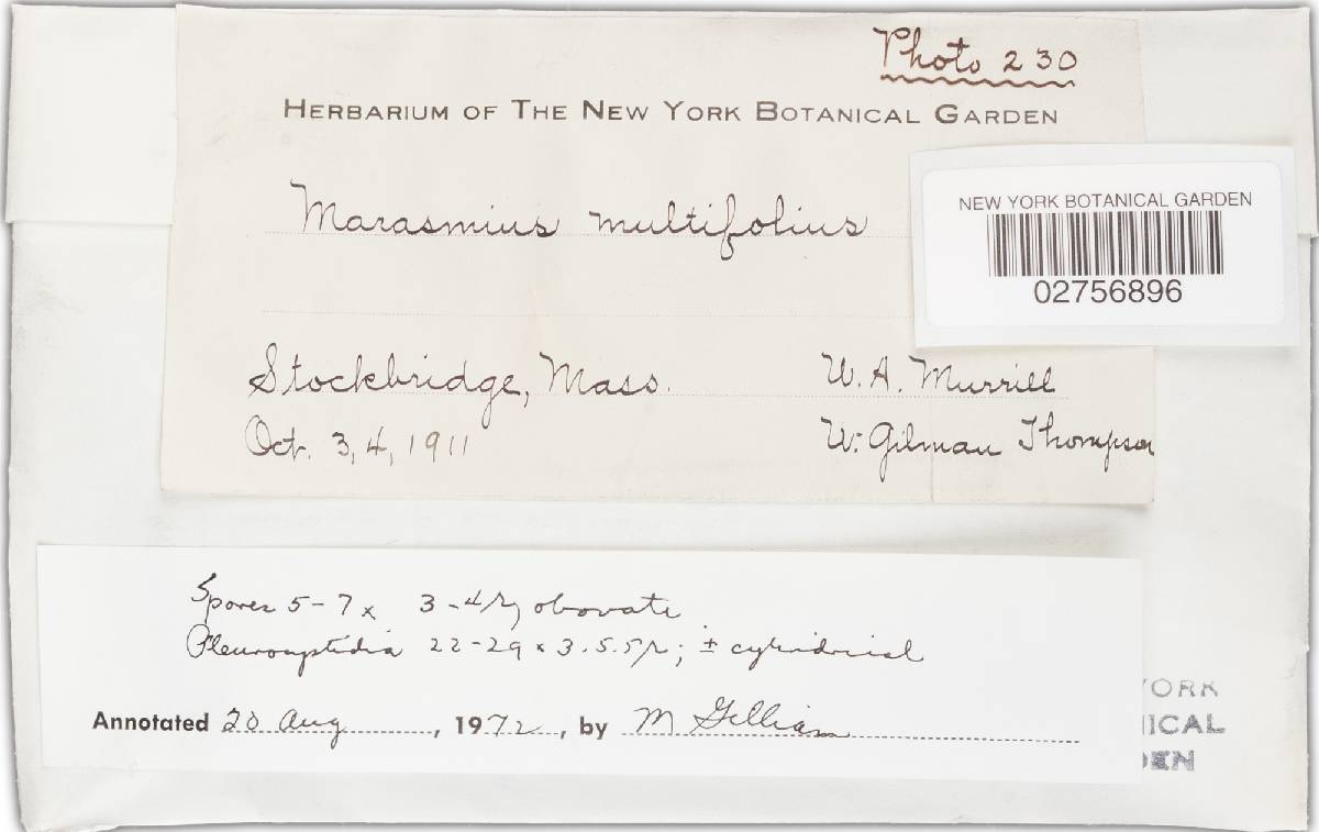 Marasmius multifolius image