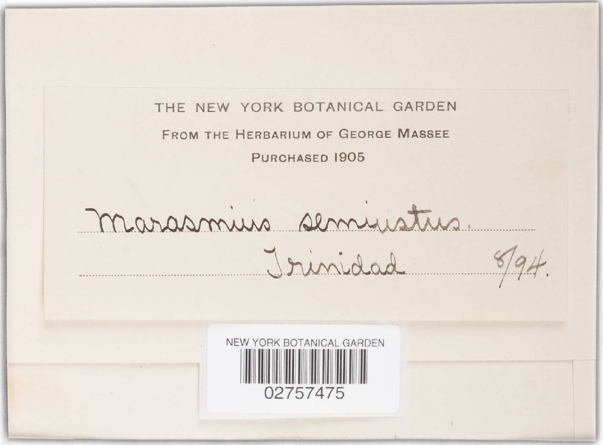 Marasmius stenophyllus image