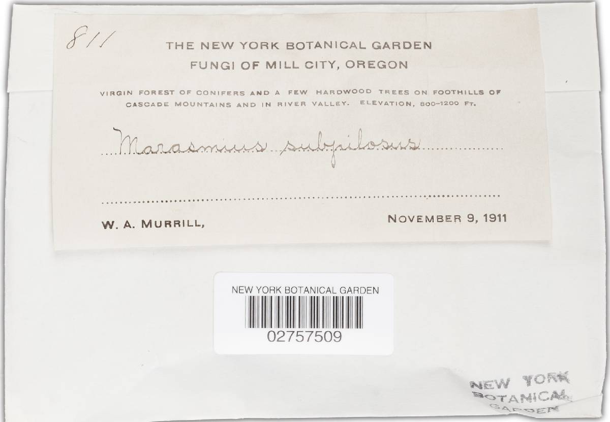 Marasmius subpilosus image