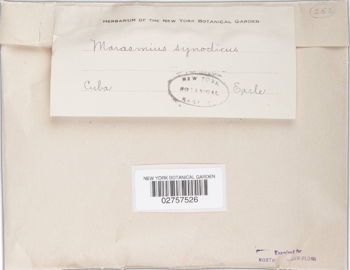 Marasmius synodicus image