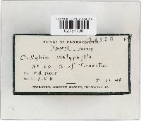 Megacollybia platyphylla image