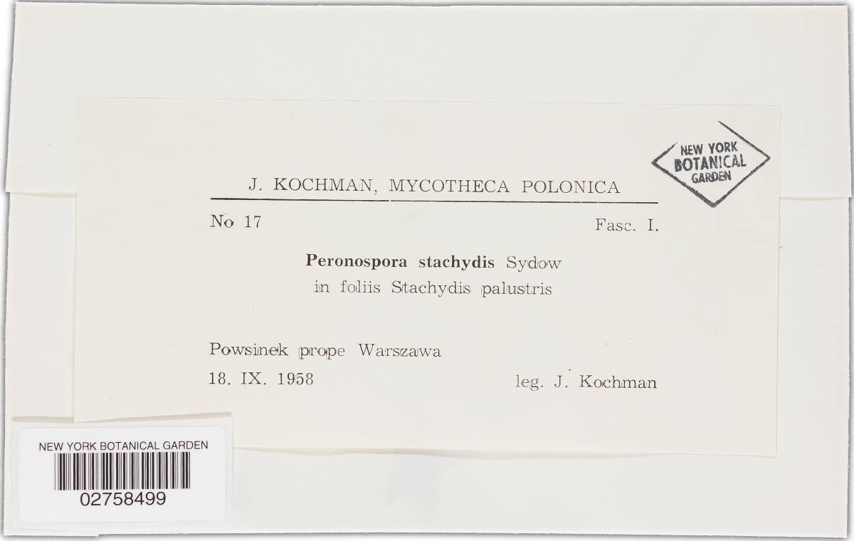 Peronospora stachydis image
