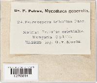 Peronospora tribulina image