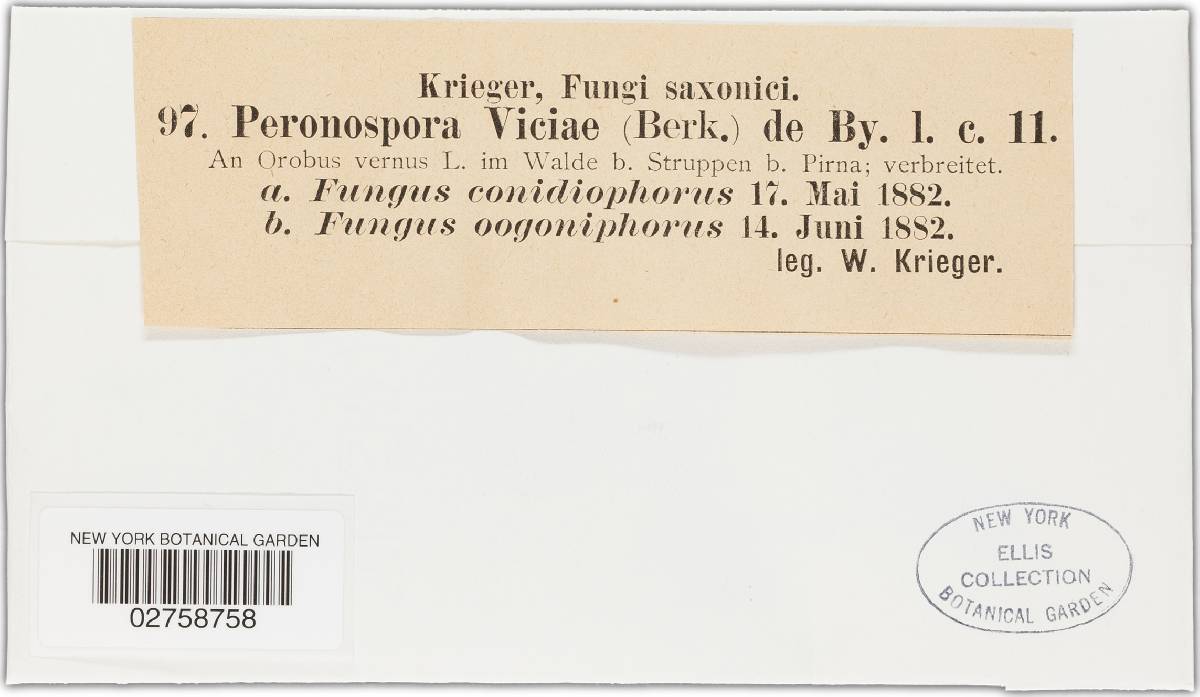 Peronospora viciae image