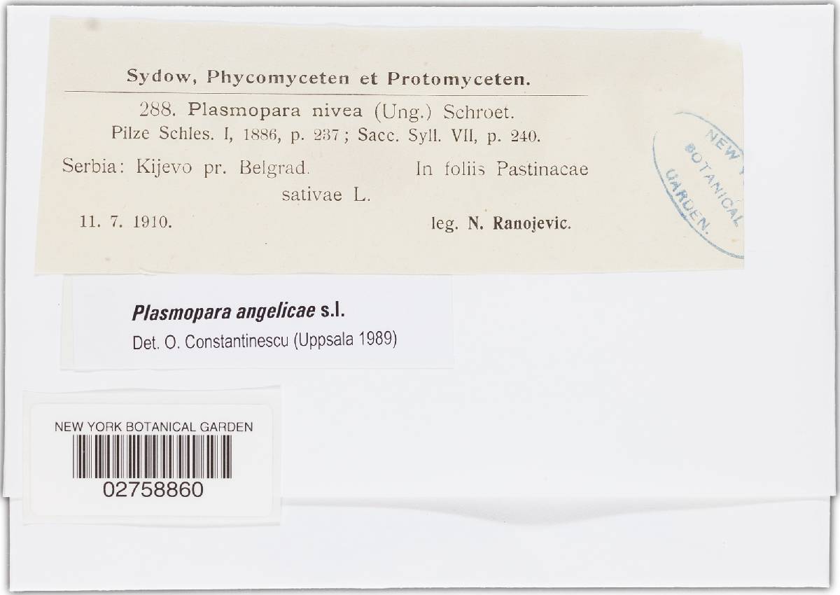 Plasmopara nivea image