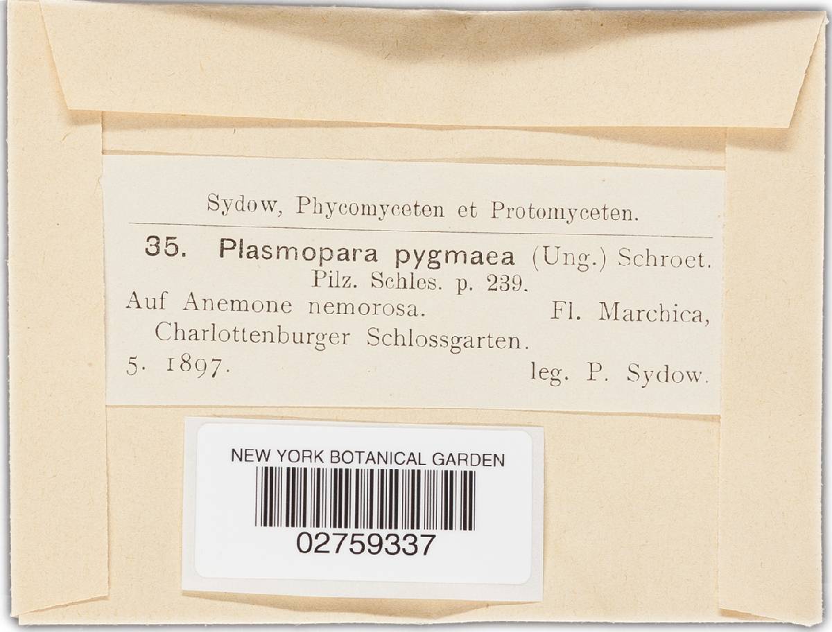 Plasmoverna pygmaea image