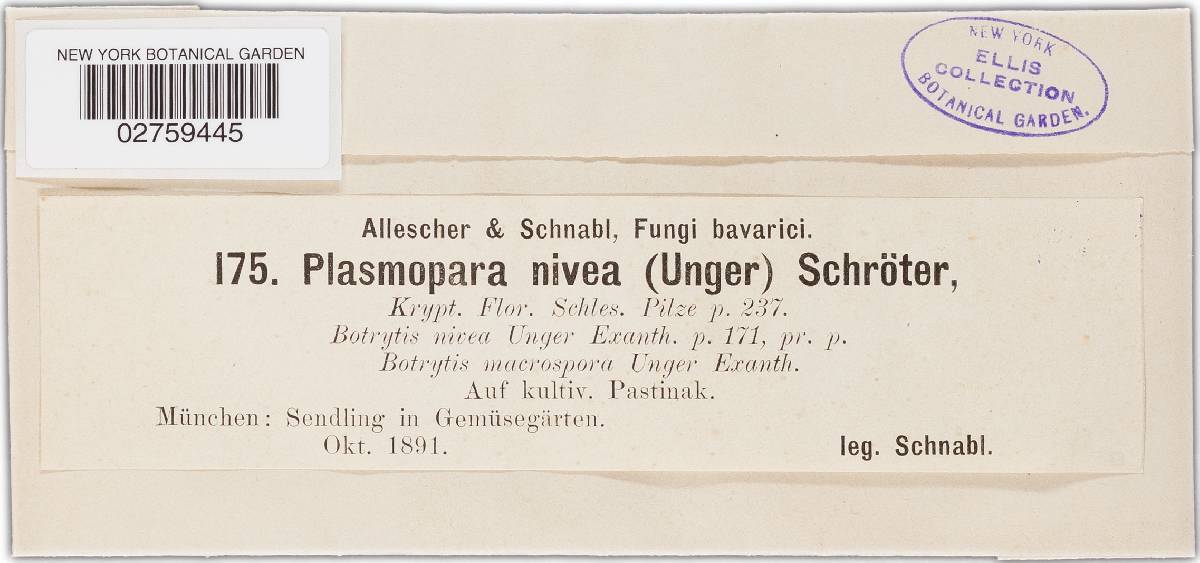 Plasmopara umbelliferarum image