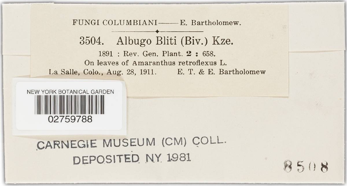 Albugo bliti image