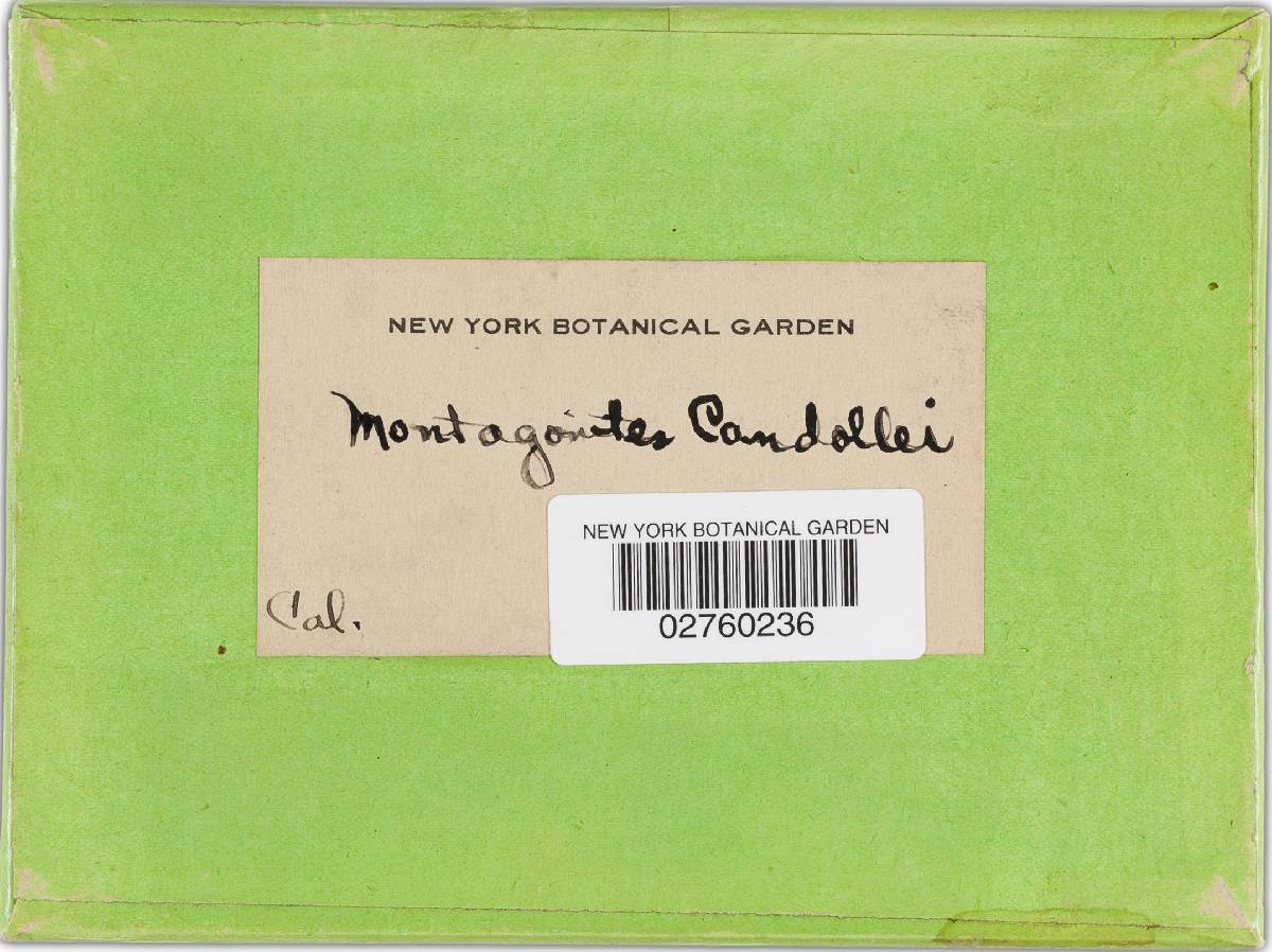Montagnea candollei image