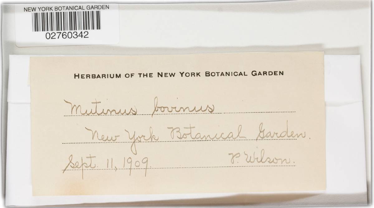 Mutinus bovinus image