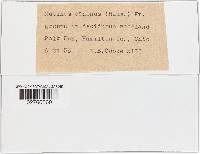 Mutinus caninus image