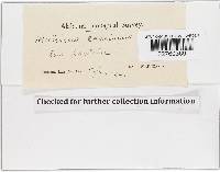 Mutinus caninus image