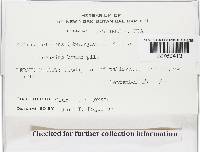 Mutinus elegans image