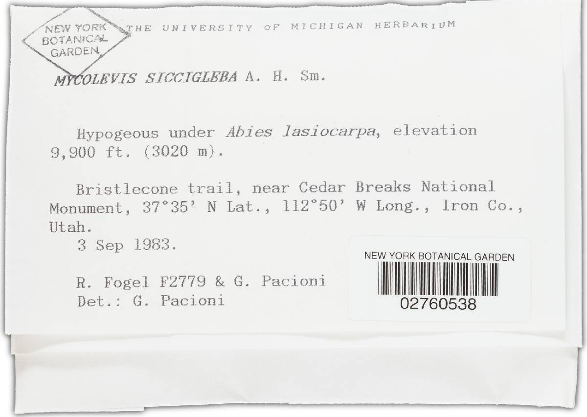 Mycolevis siccigleba image