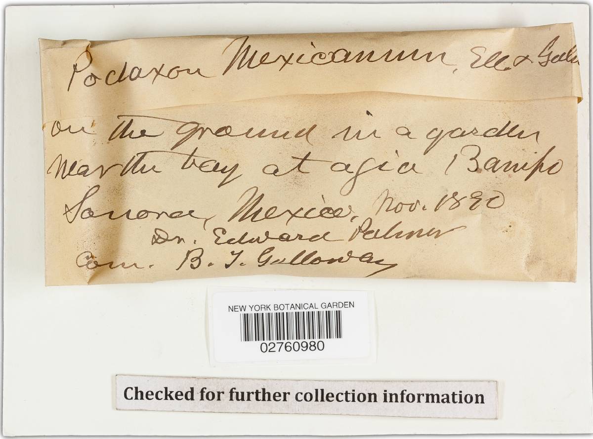 Podaxis mexicanus image