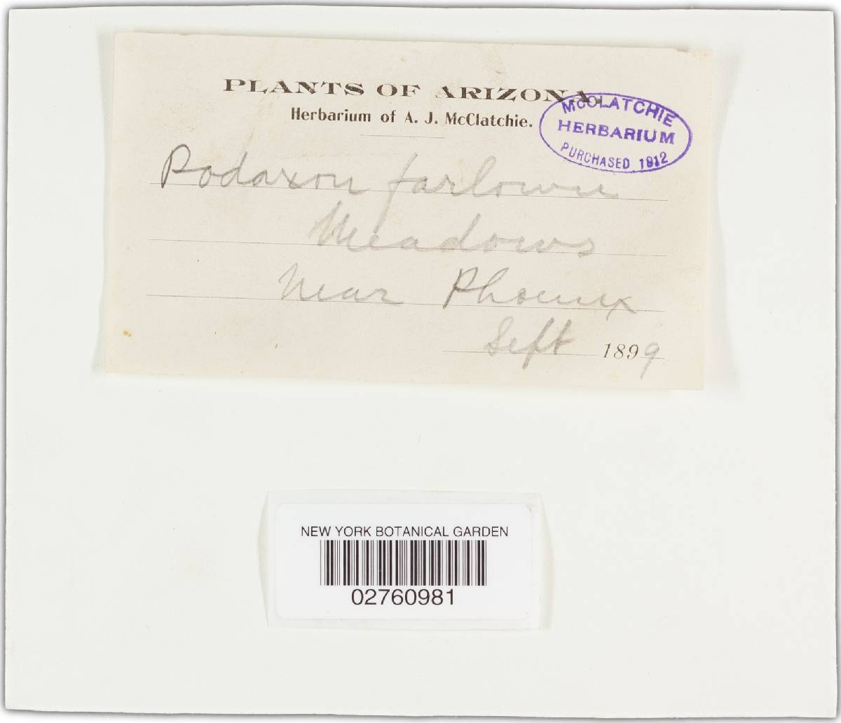 Podaxis farlowii image
