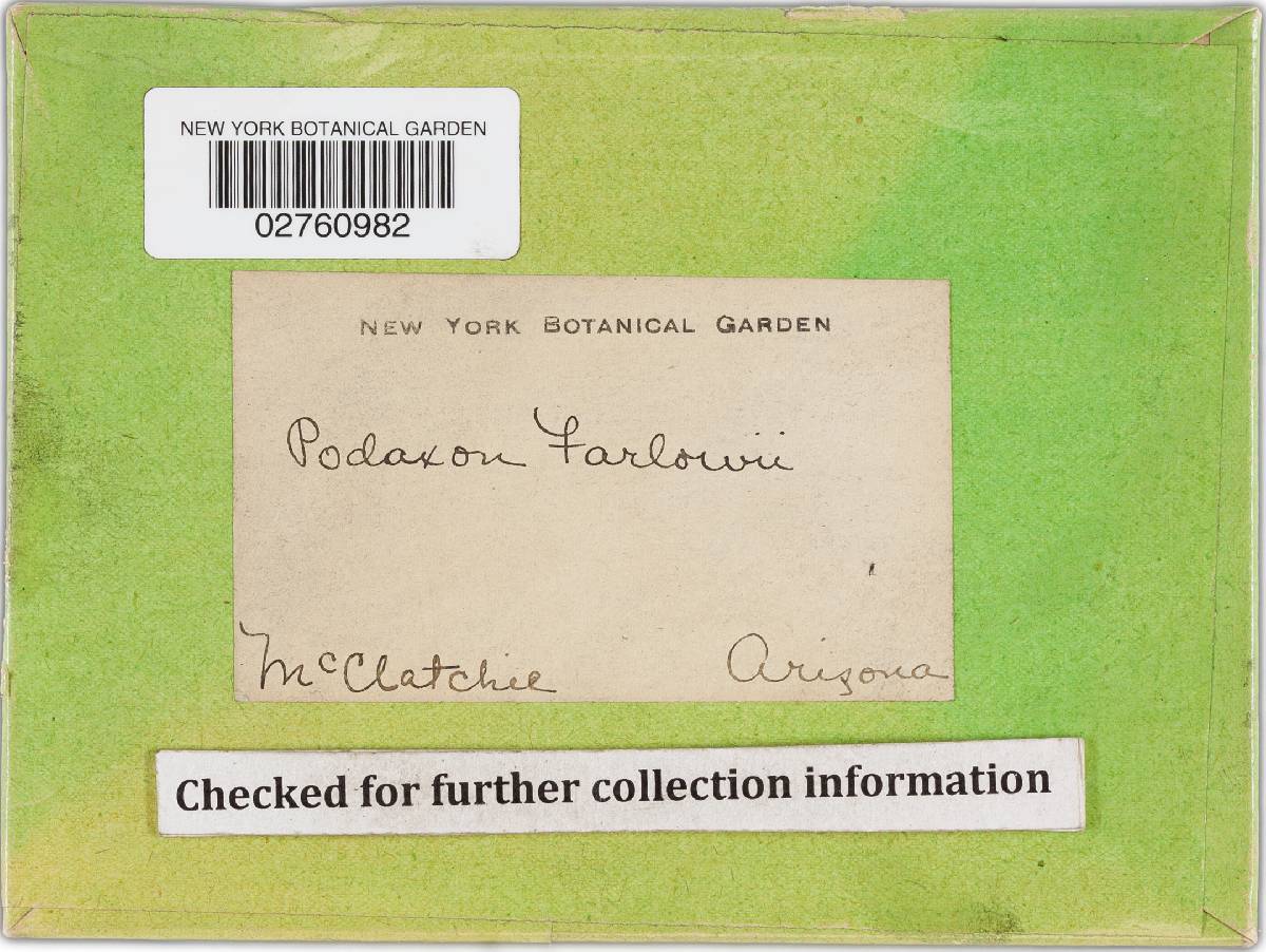 Podaxis farlowii image