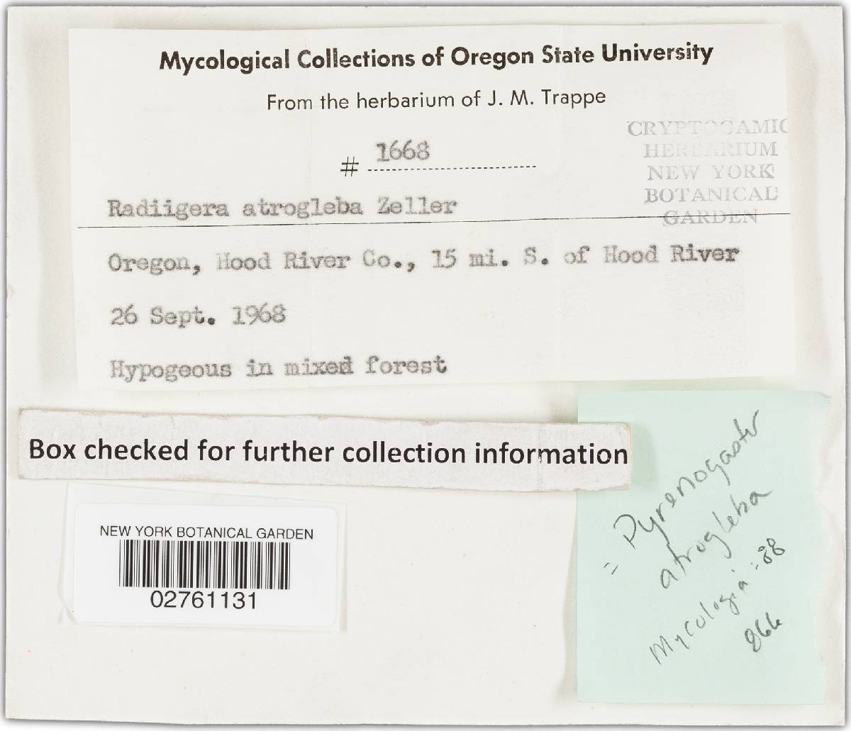 Pyrenogaster atrogleba image