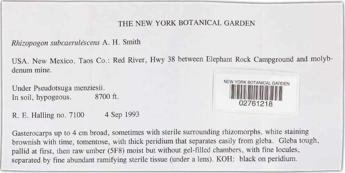Rhizopogon subcaerulescens image