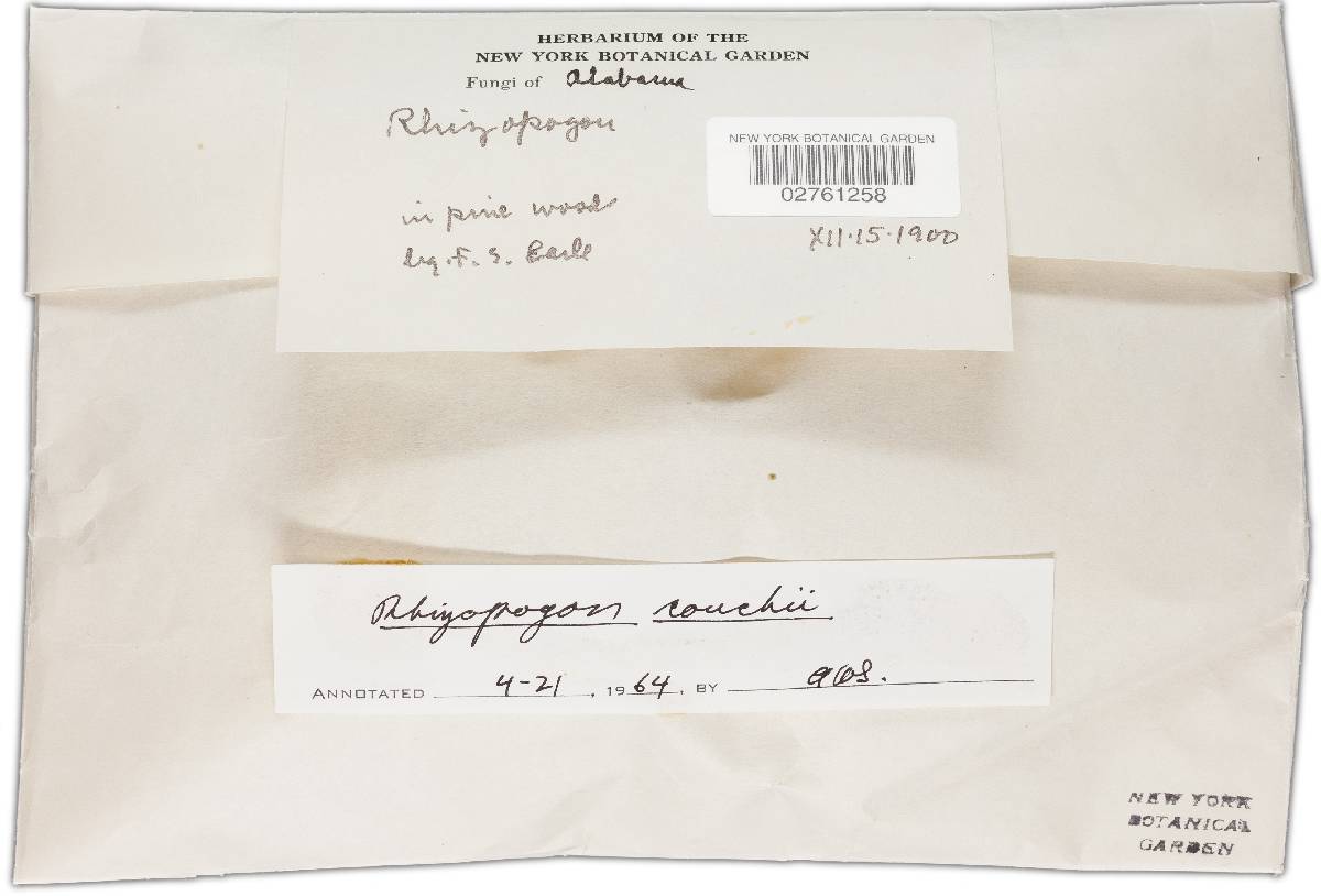 Rhizopogon couchii image