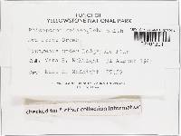 Rhizopogon griseogleba image