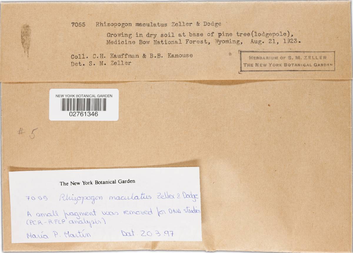 Rhizopogon maculatus image