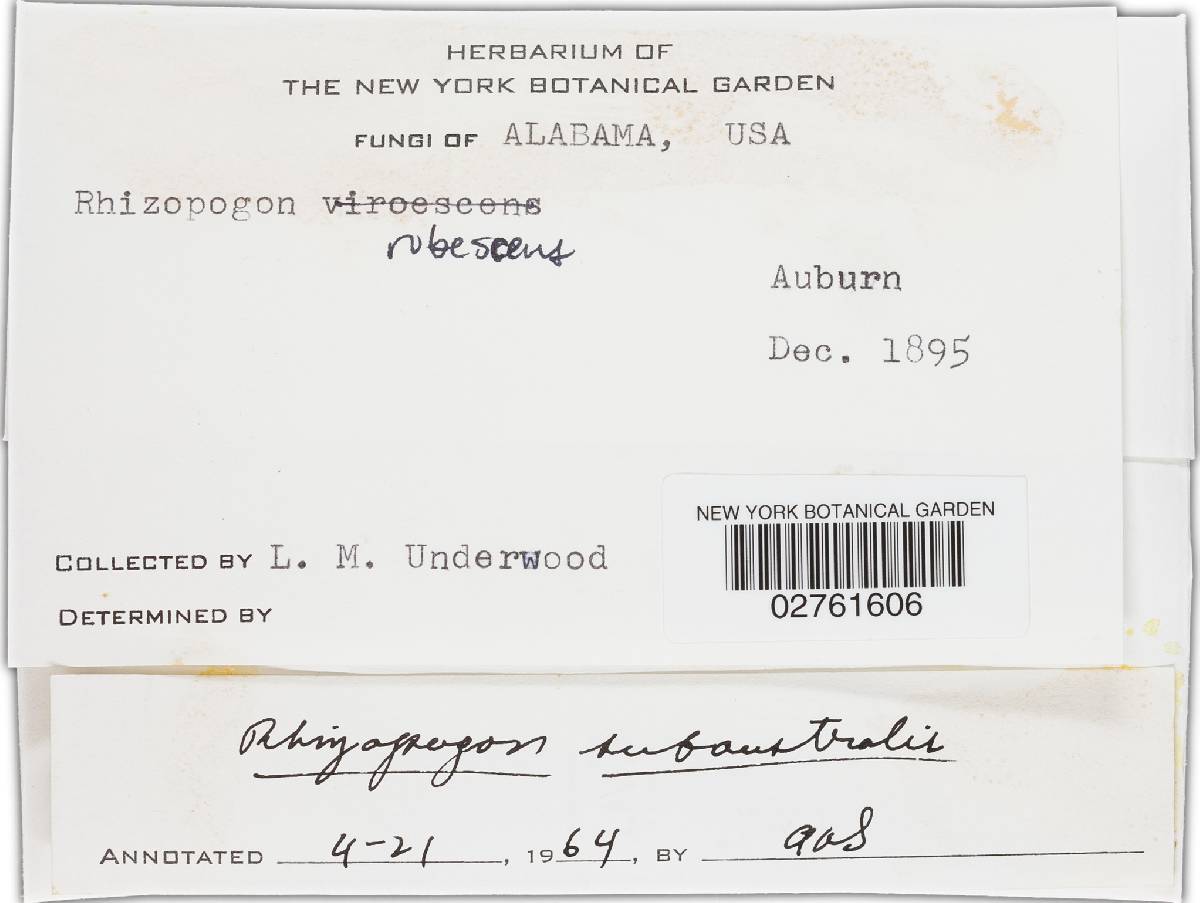 Rhizopogon subaustralis image