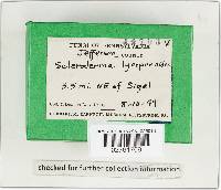 Scleroderma areolatum image