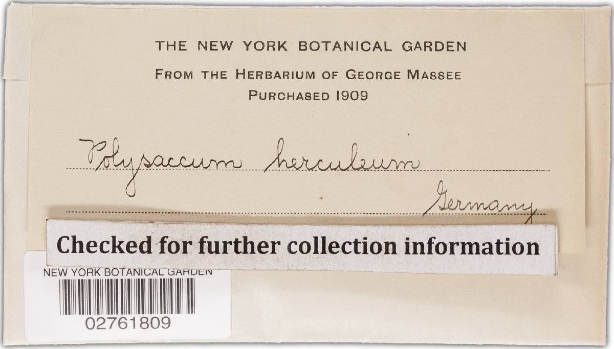 Polysaccum herculeum image