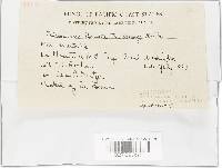 Scleroderma bovista image
