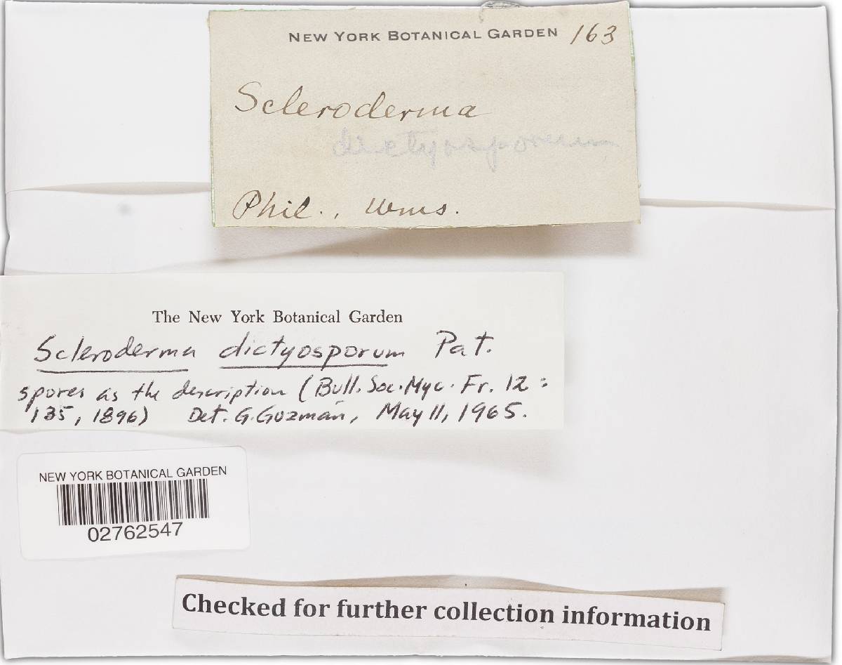Scleroderma dictyosporum image