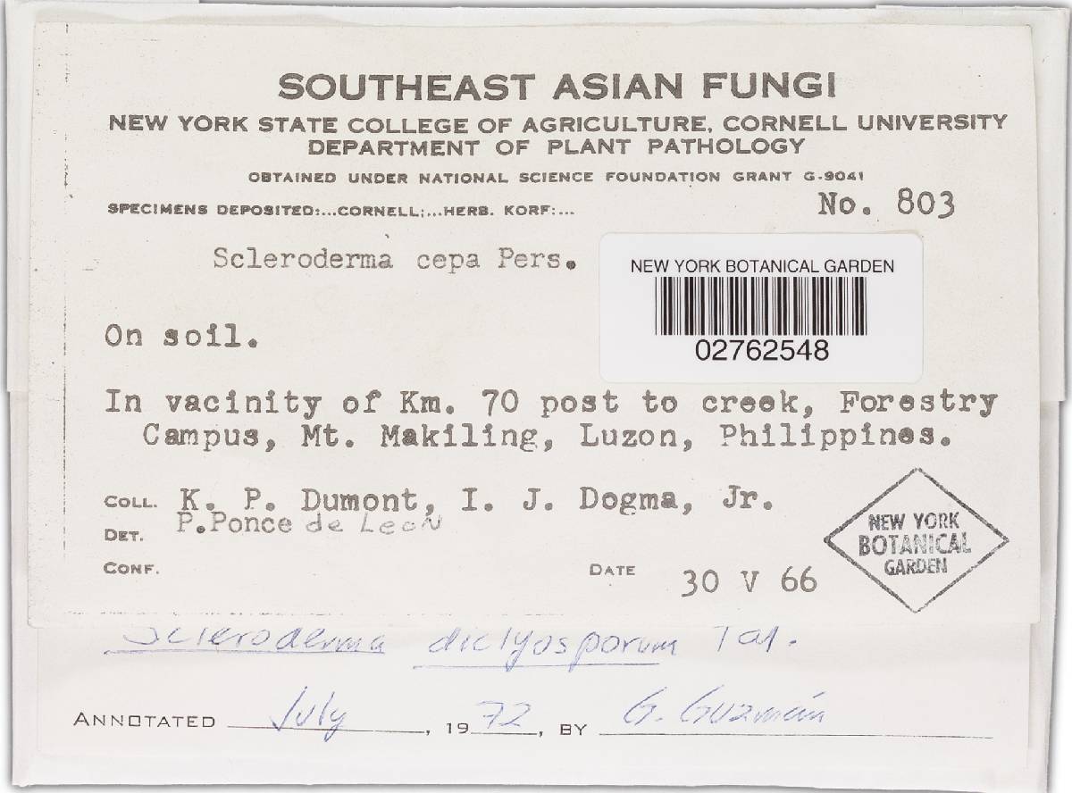 Scleroderma dictyosporum image