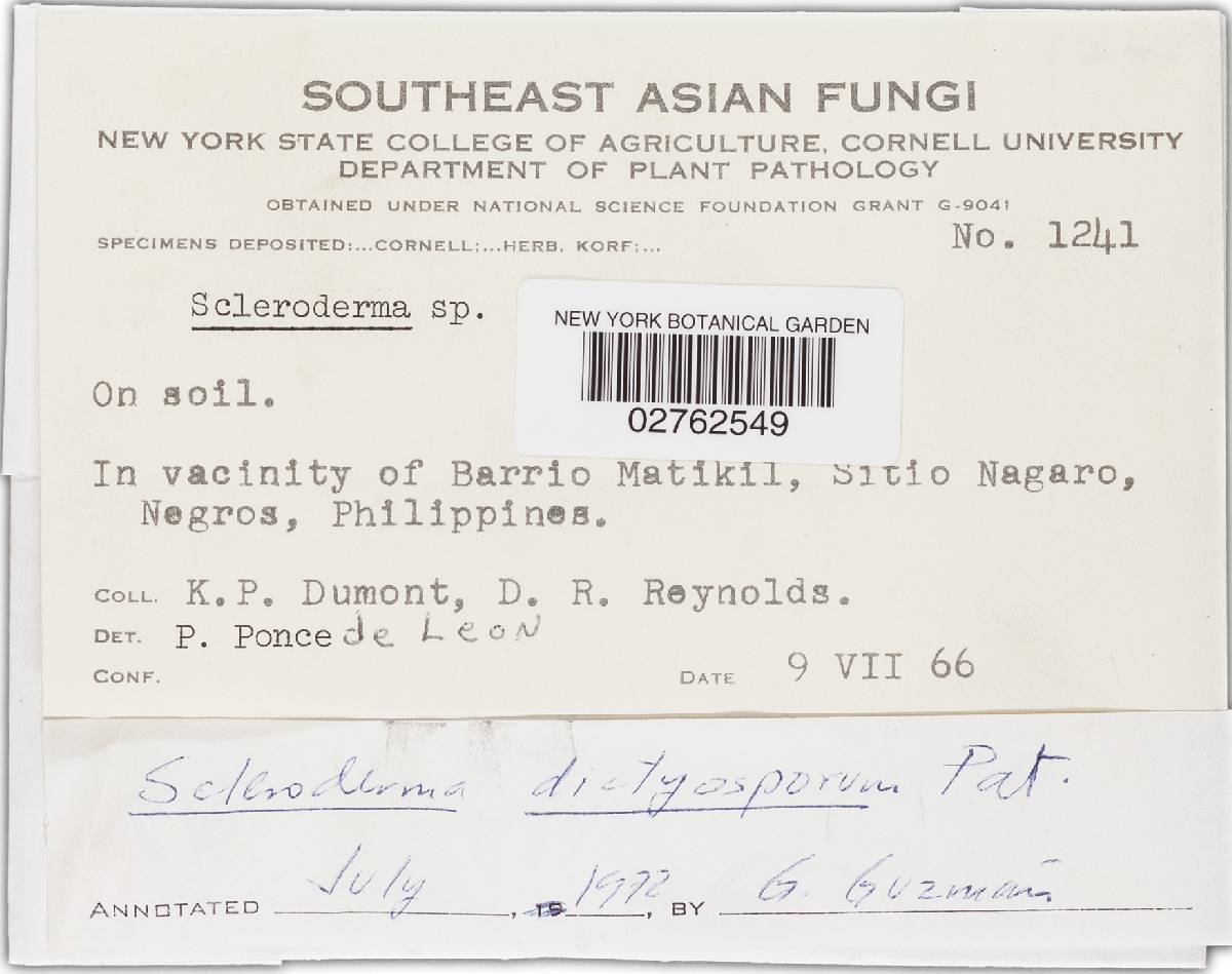 Scleroderma dictyosporum image