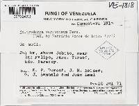 Scleroderma verrucosum image