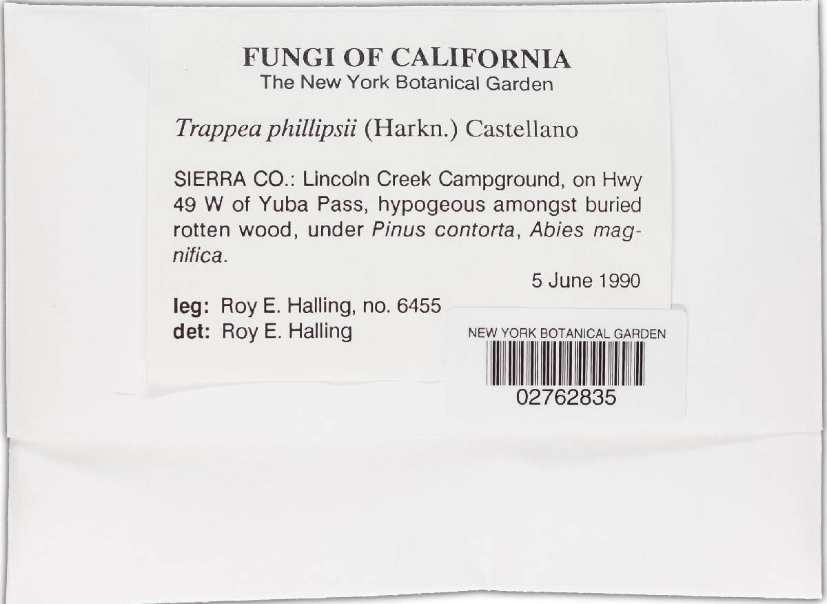 Trappea phillipsii image