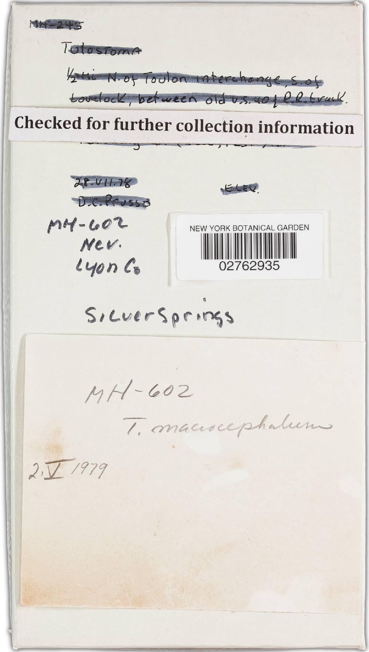 Tulostoma macrocephalum image
