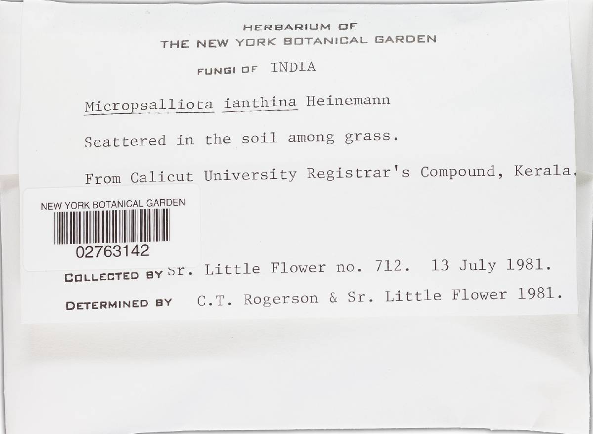 Micropsalliota image