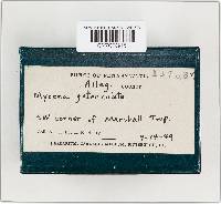 Mycena galericulata image