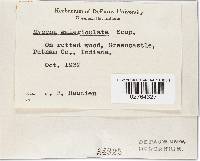 Mycena galericulata image