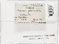 Mycena galericulata image
