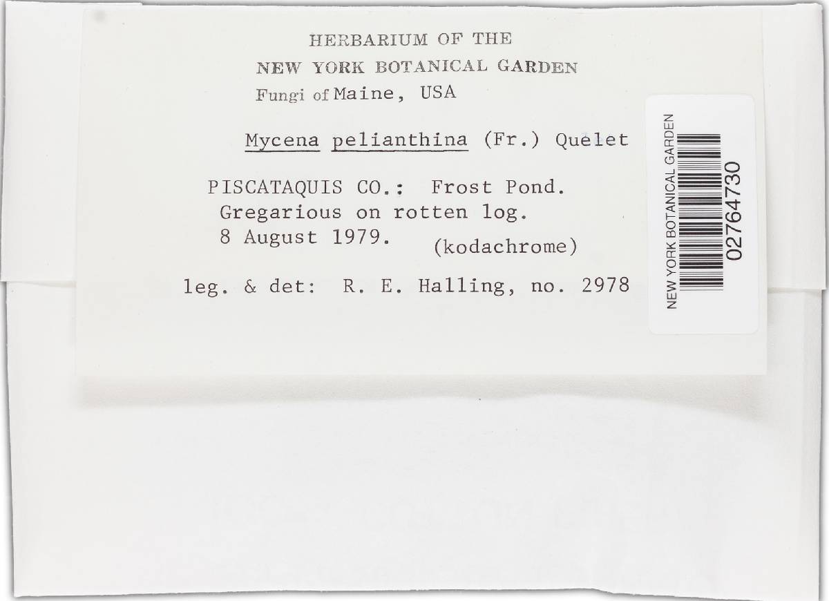 Mycena pelianthina image