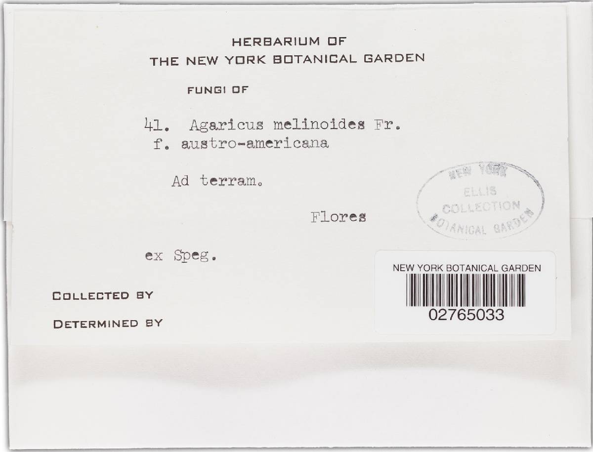Naucoria melinoides image