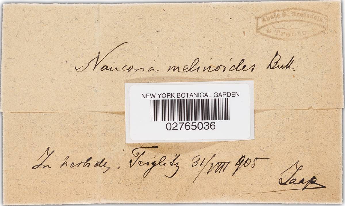 Naucoria melinoides image