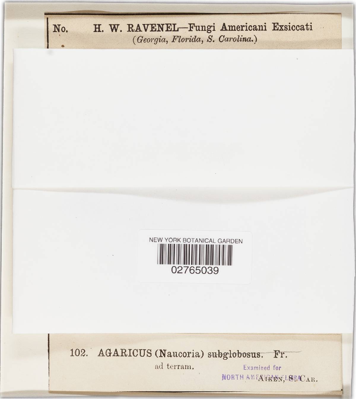 Naucoria pascuensis image