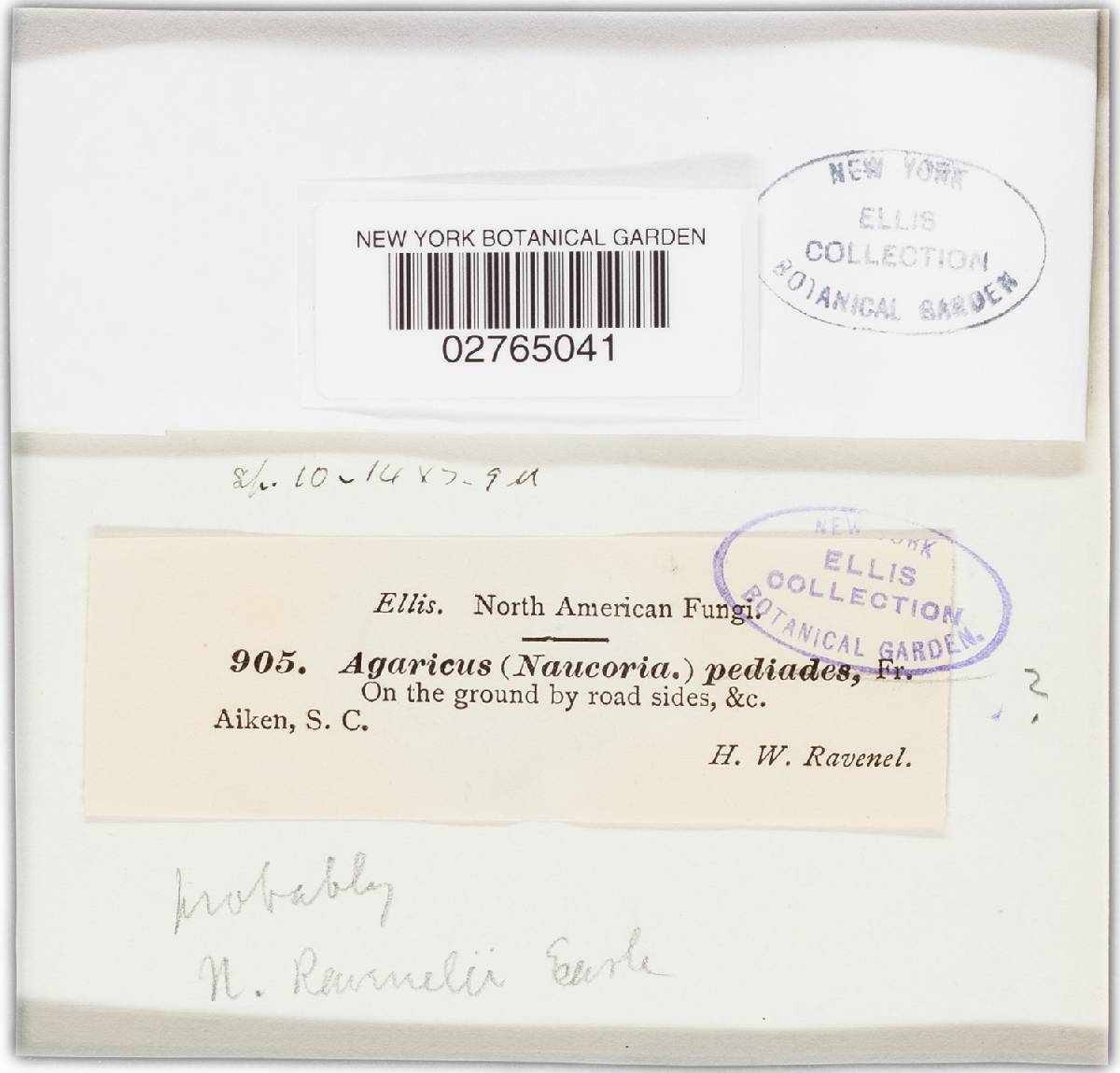 Naucoria pascuensis image