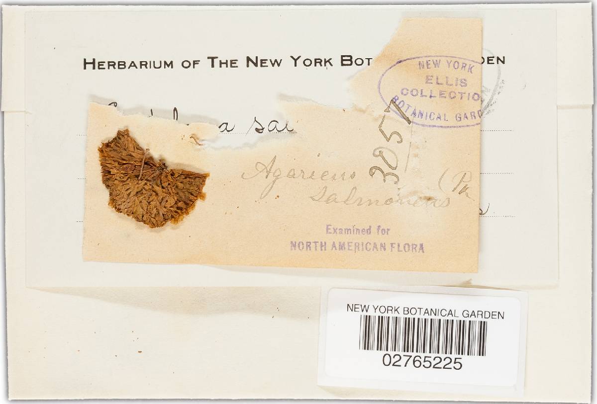 Nolanea quadrata image