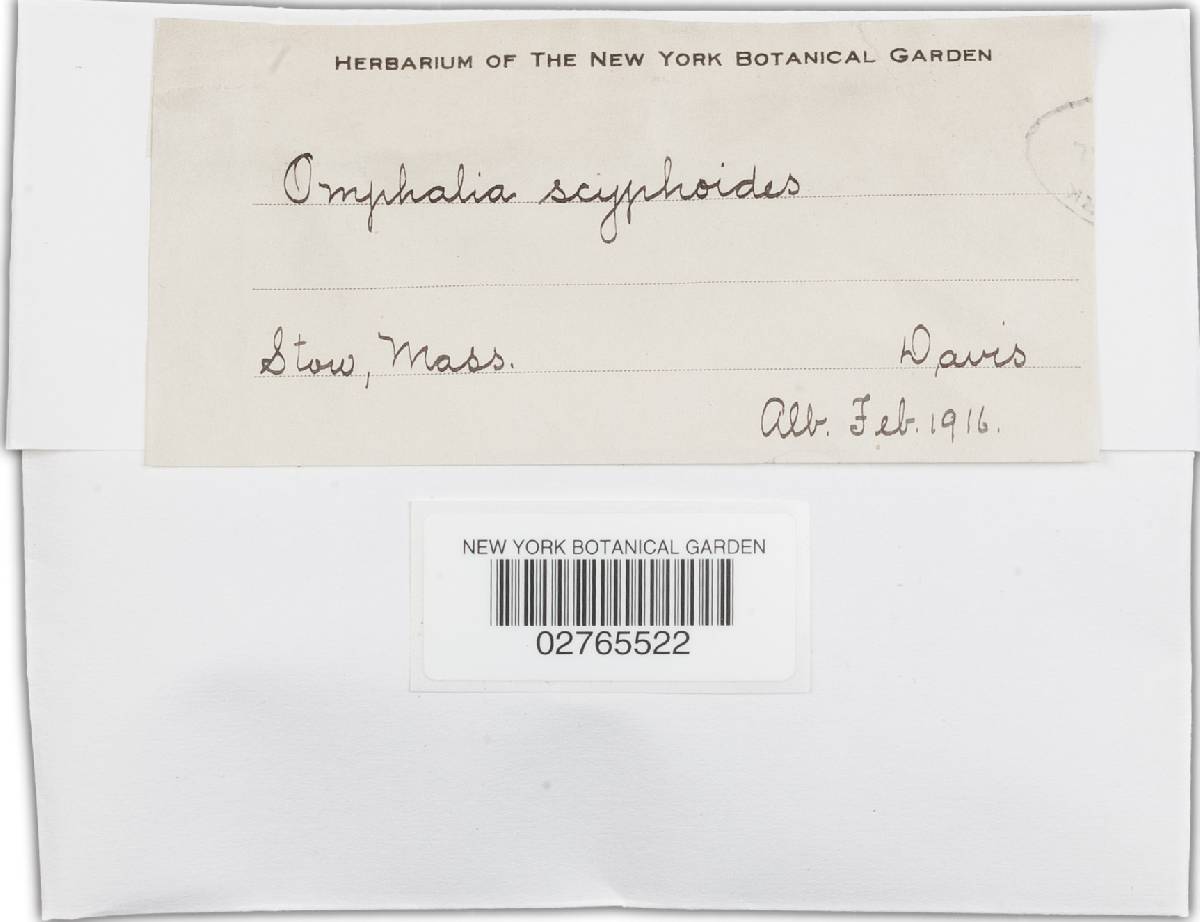 Omphalina scyphoides image