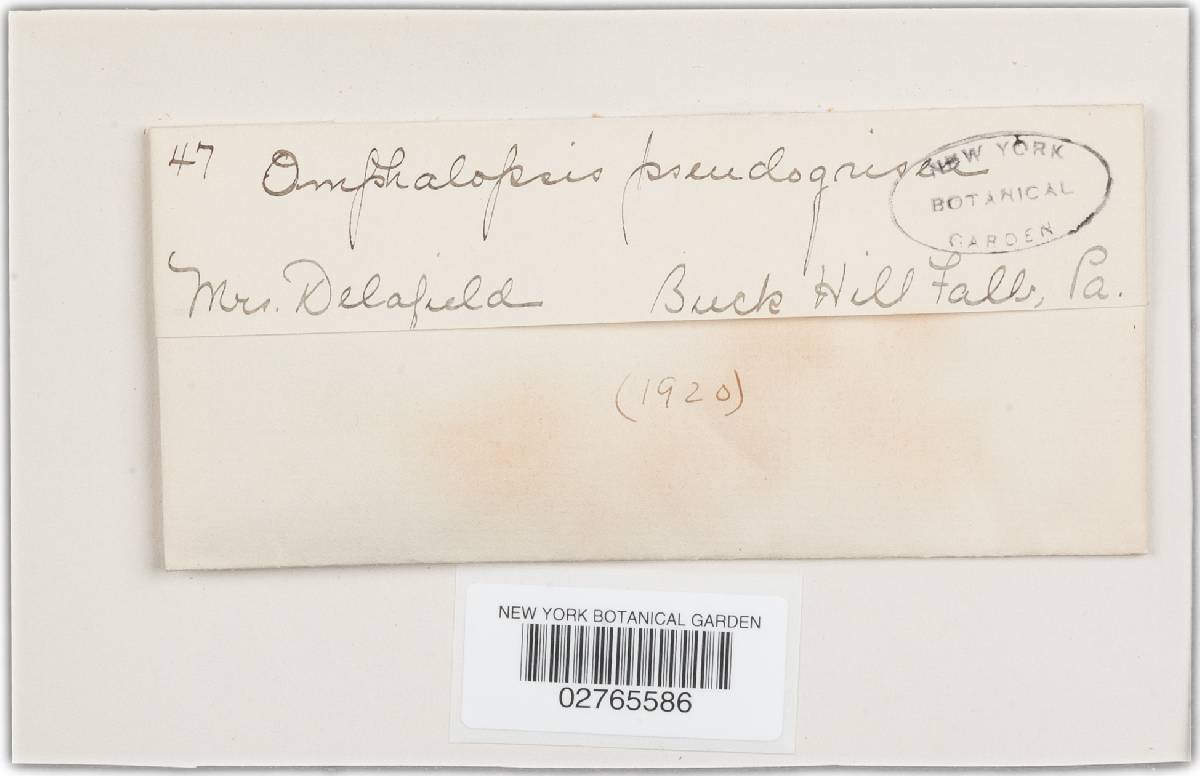Omphalopsis pseudogrisea image