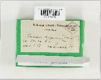 Panaeolus olivaceus image