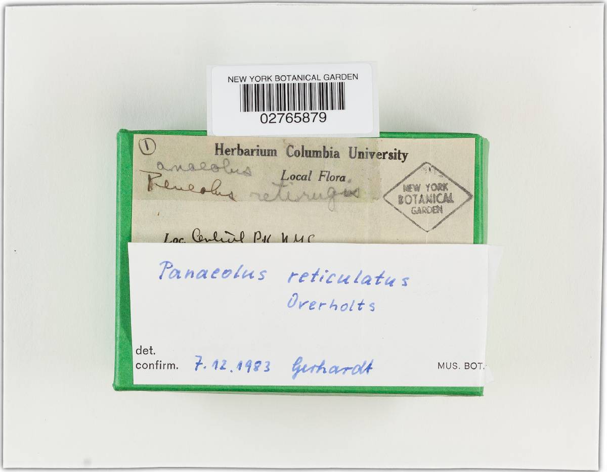 Panaeolus reticulatus image